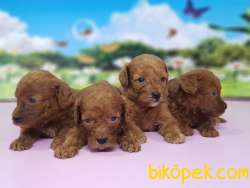 RED TOY POODLE YAVRULAR 4