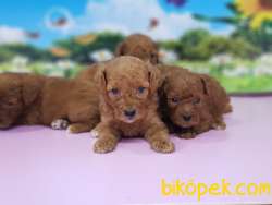 RED TOY POODLE YAVRULAR 1