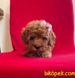 Red Toy Poodle Yavrular 2