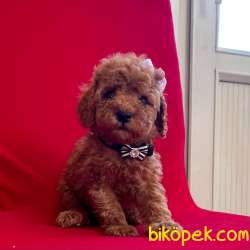 Red Toy Poodle Yavrular 4