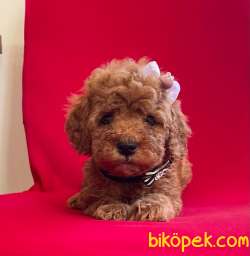 Red Toy Poodle Yavrular 3