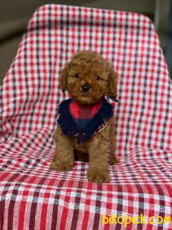 Red Toy Poodle Yavrular 3