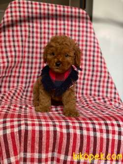 Red Toy Poodle Yavrular 4