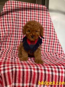 Red Toy Poodle Yavrular 2