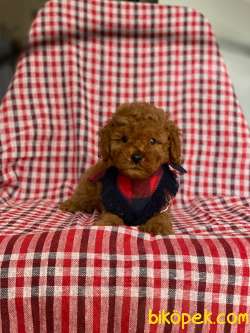 Red Toy Poodle Yavrular 5