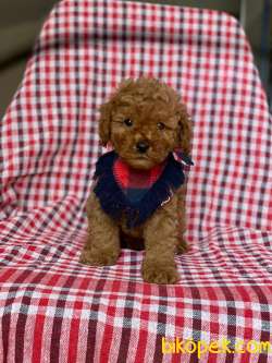 Red Toy Poodle Yavrular 1