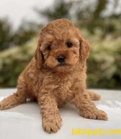 SEVİMLİ TOY POODLE YAVRULAR 2