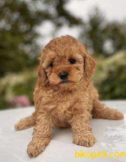 SEVİMLİ TOY POODLE YAVRULAR 3