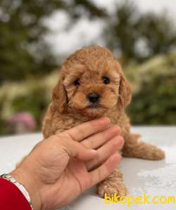SEVİMLİ TOY POODLE YAVRULAR 4