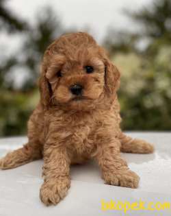 SEVİMLİ TOY POODLE YAVRULAR 1