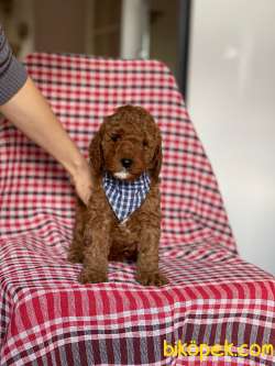 Red Toy Poodle Yavrular 1