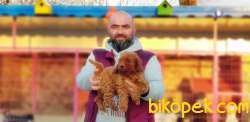 RED TOY POODLE YAVRULAR 1