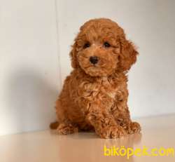 RED TOY POODLE YAVRULAR 2