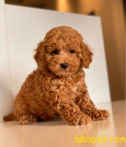 RED TOY POODLE YAVRULAR 3