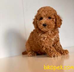 RED TOY POODLE YAVRULAR 1