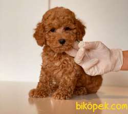 RED TOY POODLE YAVRULAR 4