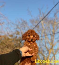 RED TOY POODLE YAVRULAR 3