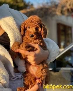 RED TOY POODLE YAVRULAR 1
