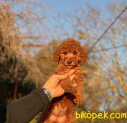 RED TOY POODLE YAVRULAR 5
