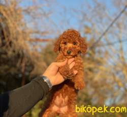 RED TOY POODLE YAVRULAR 2