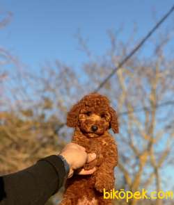 RED TOY POODLE YAVRULAR 4