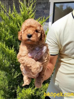 Red TOY POODLE YAVRULARI 3