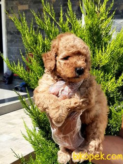 Red TOY POODLE YAVRULARI 5