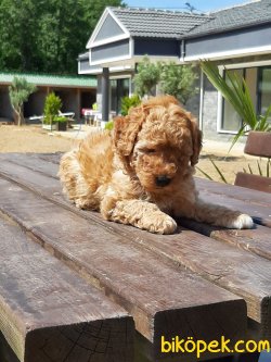 RED TOY POODLE YAVRULARI 5
