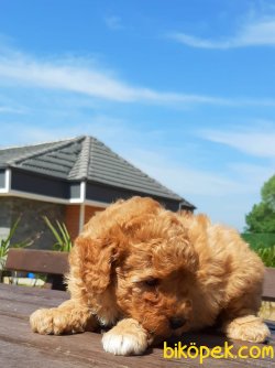 RED TOY POODLE YAVRULARI 4