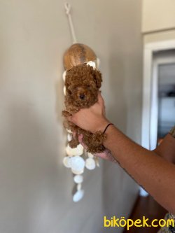 RED TOY POODLE YAVRULARIM 3