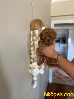 RED TOY POODLE YAVRULARIM 2