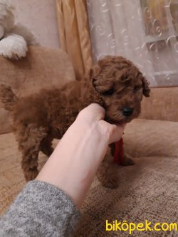 RED TOY POODLE YAVRULARIMIZ 1