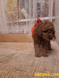 RED TOY POODLE YAVRULARIMIZ 3