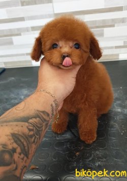 Red Toy Poodle Yavrularımız 4