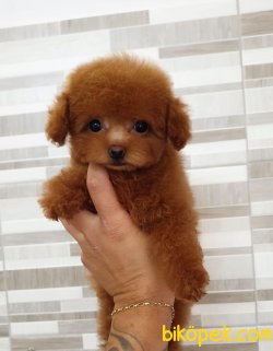 Red Toy Poodle Yavrularımız 1