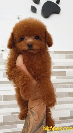 Red Toy Poodle Yavrularımız 2