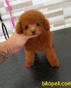 Red Toy Poodle Yavrularımız 3