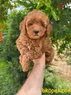Dişi Peluş Red Toy Poodle Yavrularımız 2