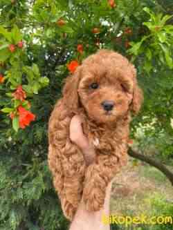 Dişi Peluş Red Toy Poodle Yavrularımız 4