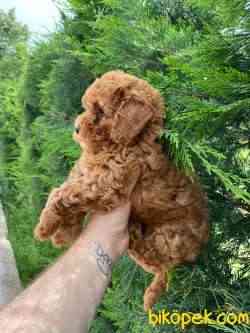 Dişi Peluş Red Toy Poodle Yavrularımız 3