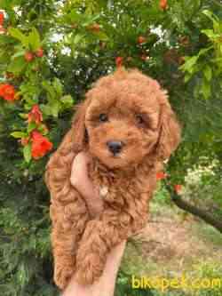 Dişi Peluş Red Toy Poodle Yavrularımız 1