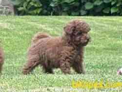 Red Toy Poodle Yavrularımız 5