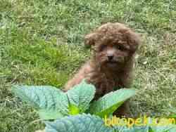 Red Toy Poodle Yavrularımız 1