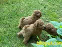 Red Toy Poodle Yavrularımız 4