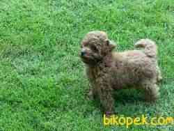 Red Toy Poodle Yavrularımız 2