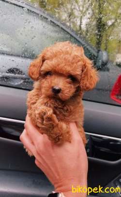 Red TOY POODLE YAVRULARIMIZ 5