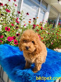 RED TOY POODLE YAVRULARIMIZ 4
