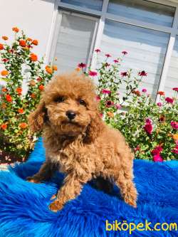 RED TOY POODLE YAVRULARIMIZ 3
