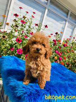 RED TOY POODLE YAVRULARIMIZ 1