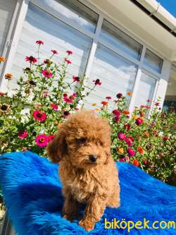 RED TOY POODLE YAVRULARIMIZ 2